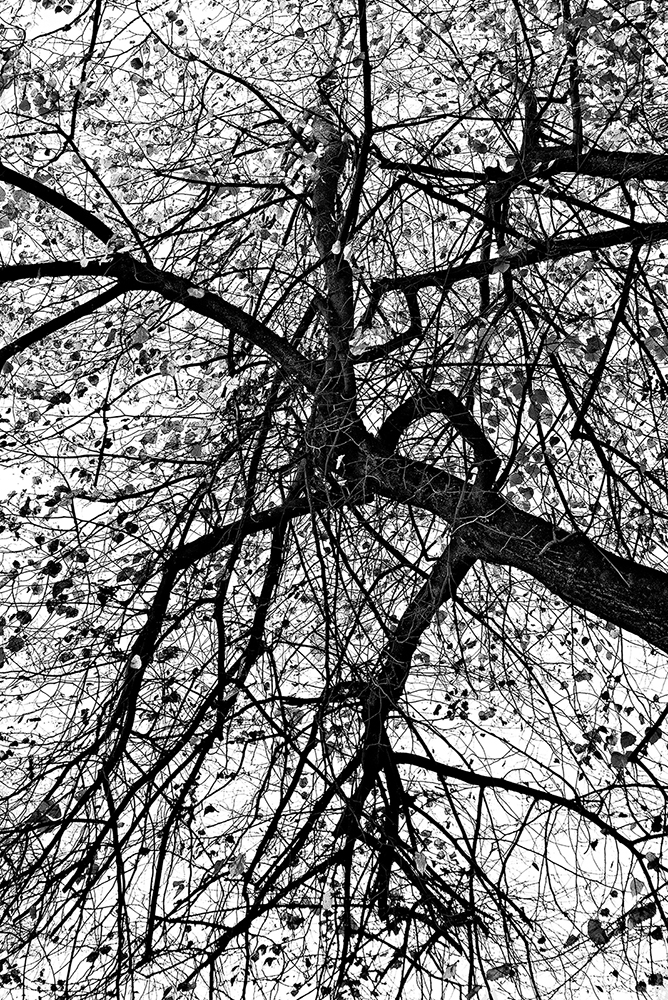 Presque un arbre - Ioachim Damian