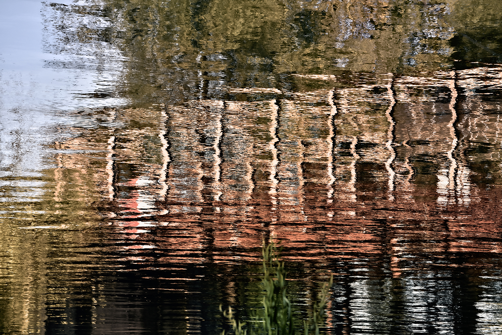 reflexie #91 - Ioachim Damian